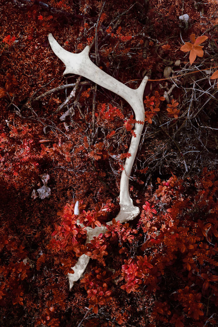 I Made A Lens Filter To Recreate The Kodak Aerochrome Filmic Look With A Modified Digital Camera.