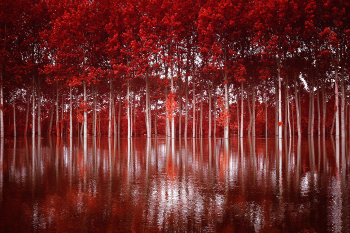 I Made A Lens Filter To Recreate The Kodak Aerochrome Filmic Look With A Modified Digital Camera.