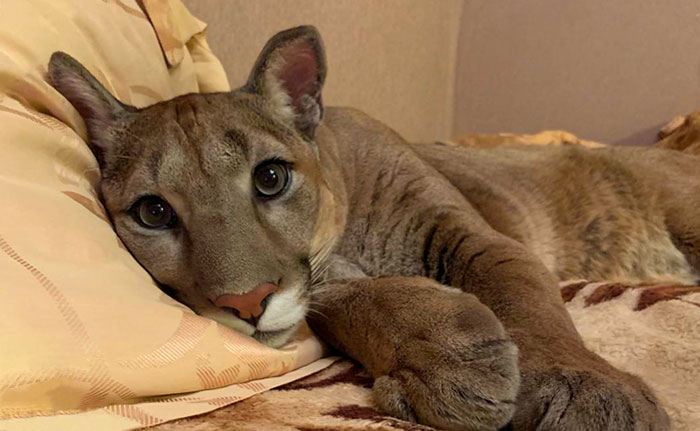 Este puma rescatado de un zoo no puede ser devuelto a su hábitat, así que vive como un gato casero mimado