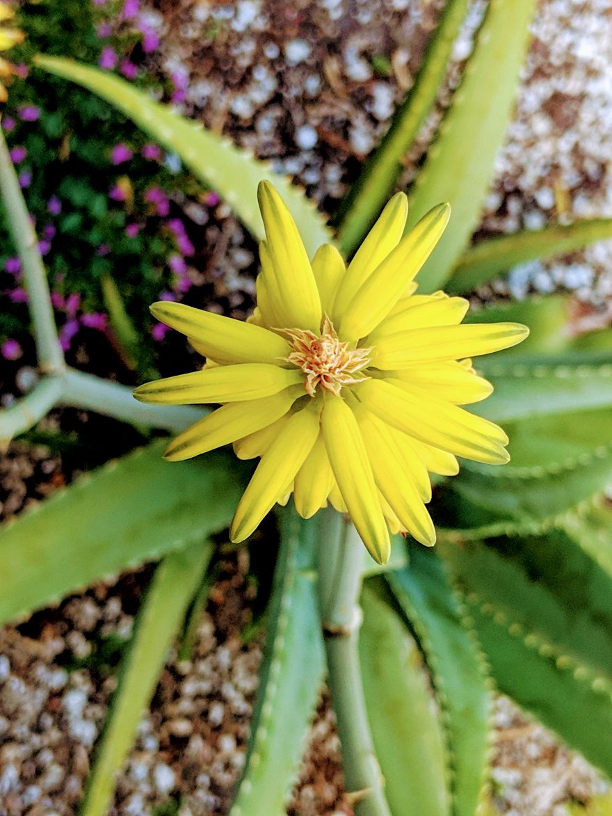 I Show The Beauty Around Me