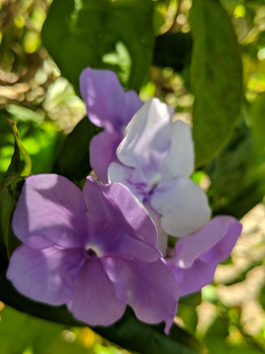 I Show The Beauty Around Me