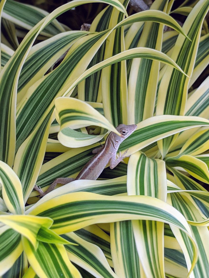 I Show The Beauty Around Me