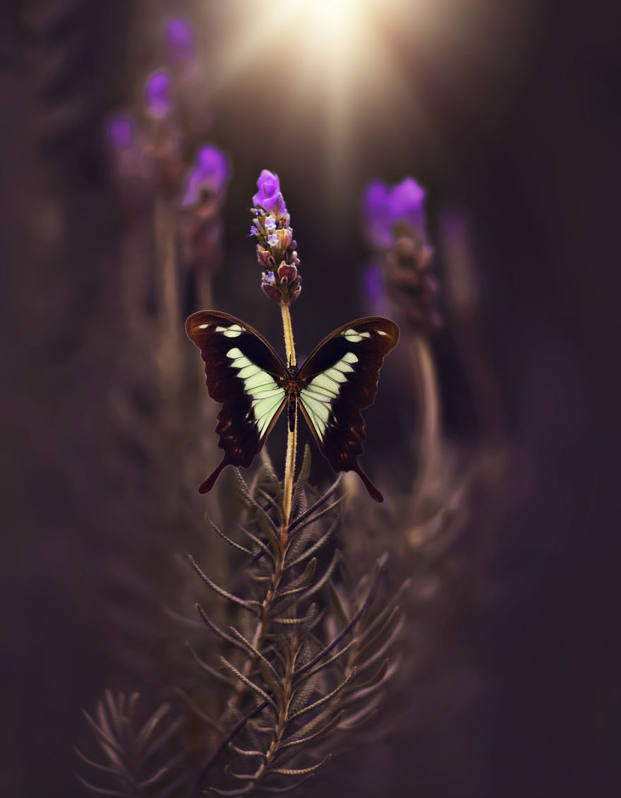 Welcome To My Little Magical World