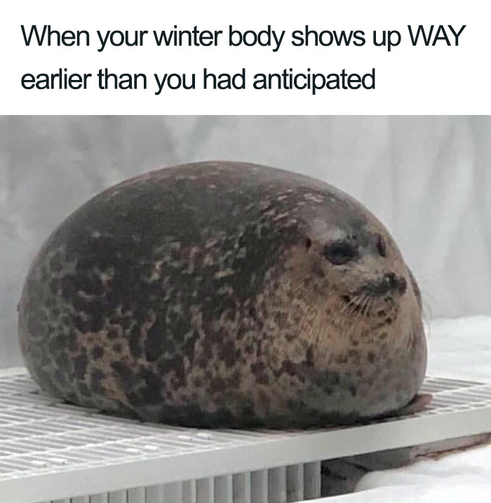 Seal meme humorously depicting early arrival of a winter body, related to weight loss and diet.