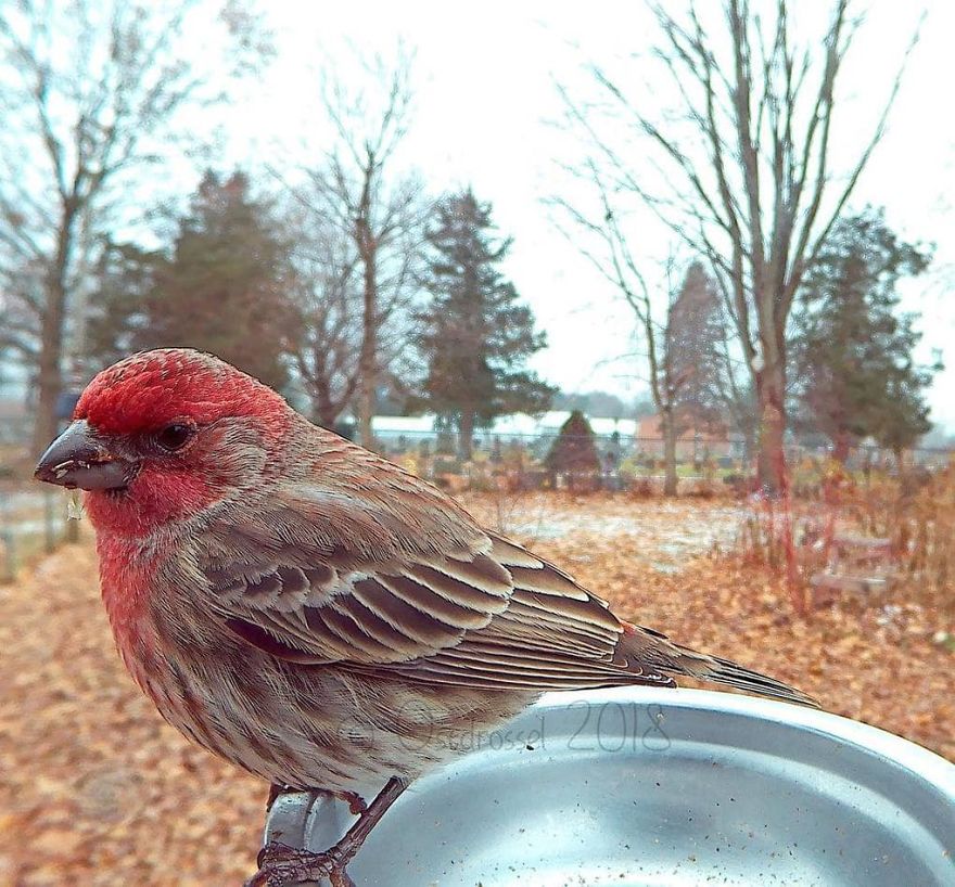 Woman Feeds Birds And Captures Stunning Close-Up Photos While Eating (New Pics)
