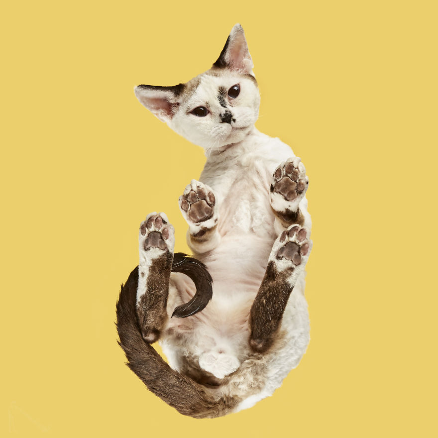 Devon Rex