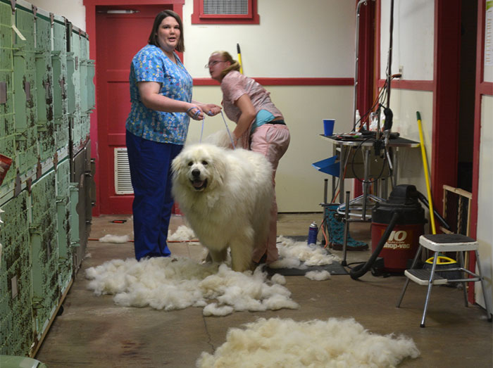 Esta peluquera de mascotas está harta de que le pregunten por qué sus servicios son más caros que los de un estilista y lo explica en un poster