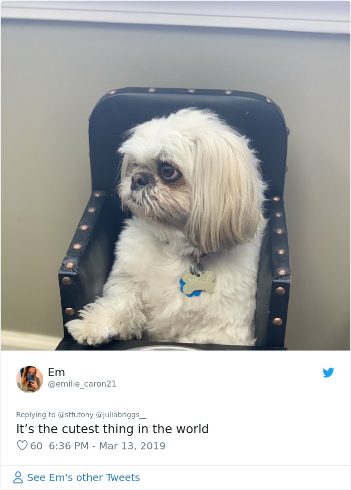 This Dog Couldn't Eat Without Standing Upright, So Her Family Built A Special Chair
