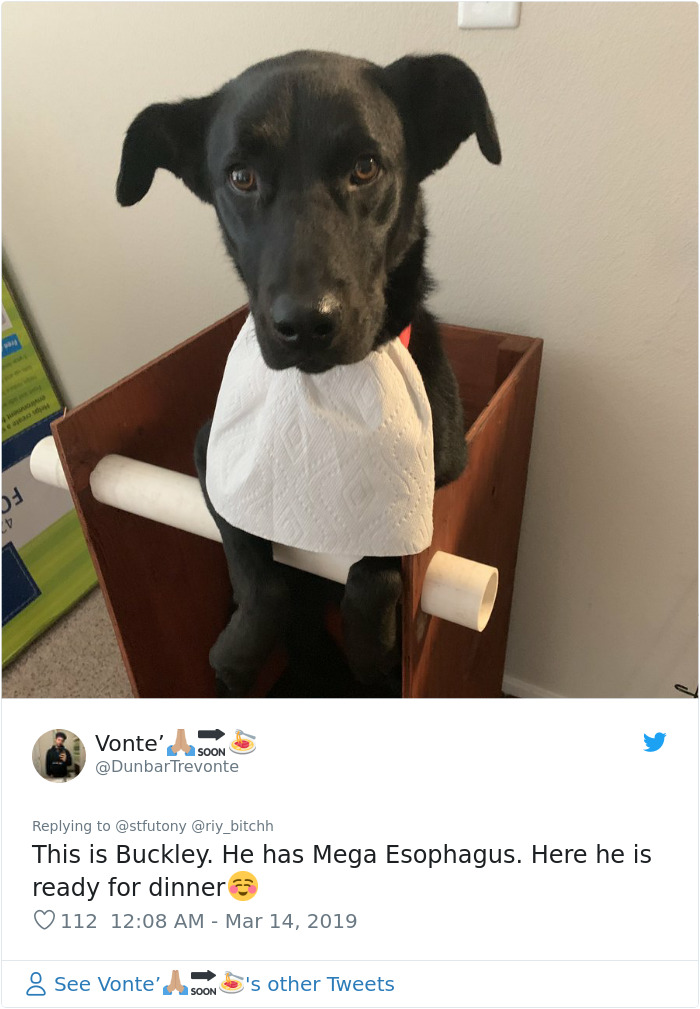 This Dog Couldn't Eat Without Standing Upright, So Her Family Built A Special Chair