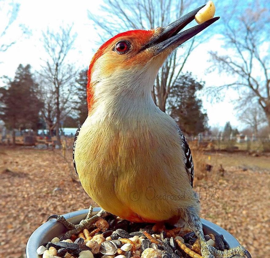 Woman Feeds Birds And Captures Stunning Close-Up Photos While Eating (New Pics)