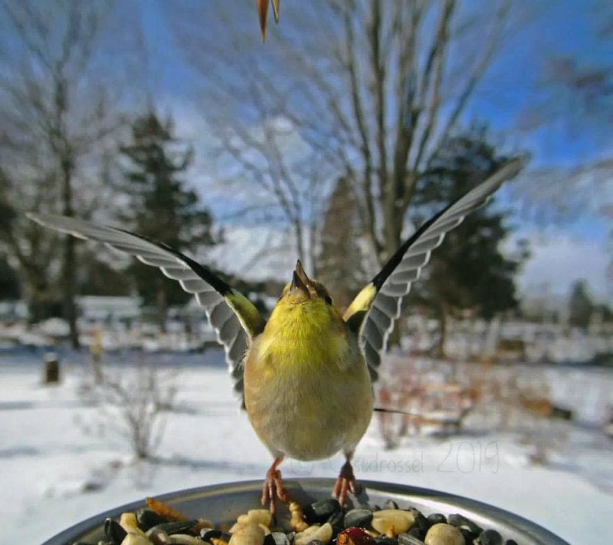 Woman Feeds Birds And Captures Stunning Close-Up Photos While Eating (New Pics)