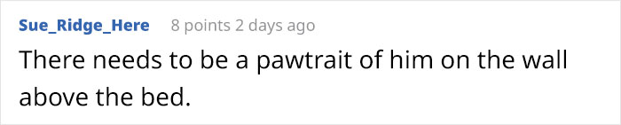 Wife Is Dying From Laughter After Finding Out The Bed Her Husband Was Building Is For The Cat, Not For Them