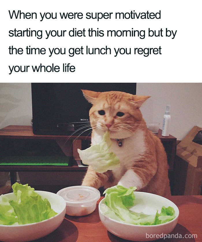 Cat sitting at a table with lettuce, humorously depicting a diet meme.