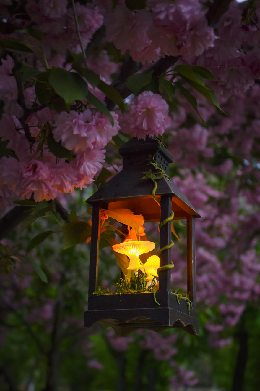 Red Amanita Mushrooms In Black Lantern Night Light