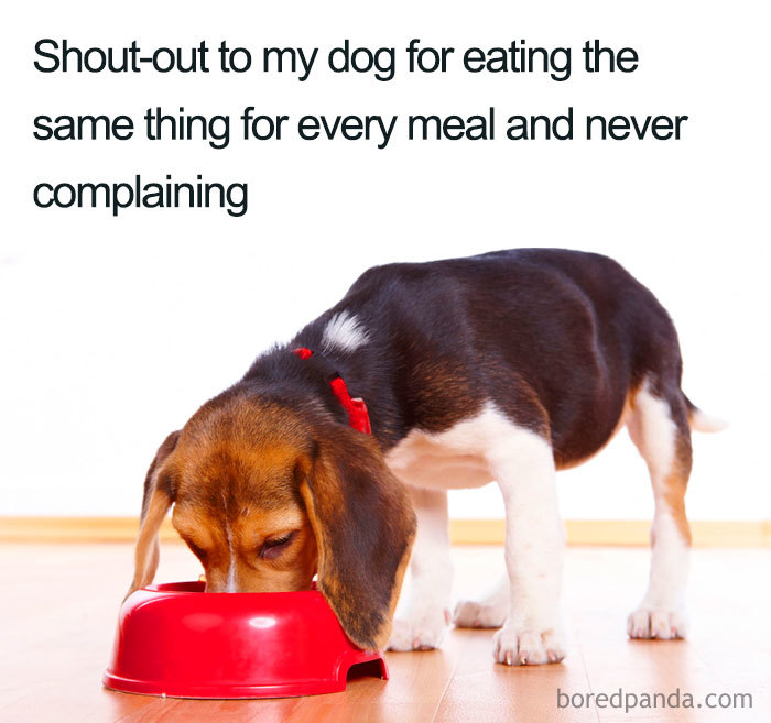 Beagle eating from a red bowl with a humorous caption about diet and weight loss.