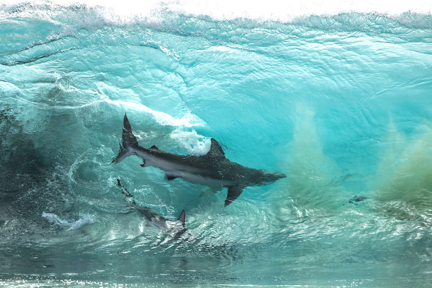 Sean Scott Shark Images
