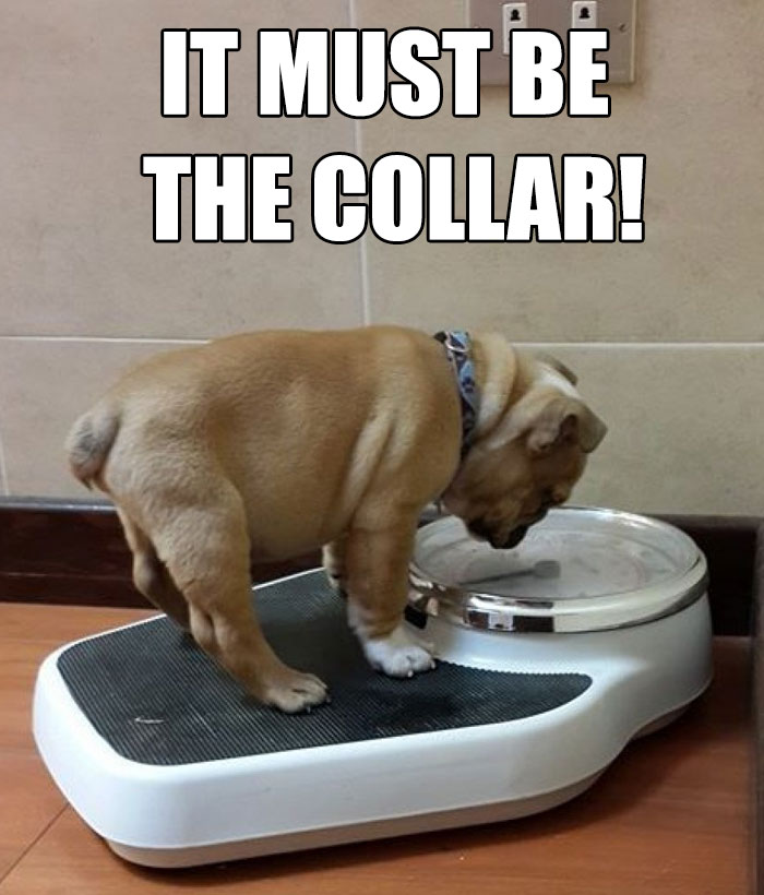 Bulldog puppy on a scale with a funny diet meme caption, "It must be the collar!"