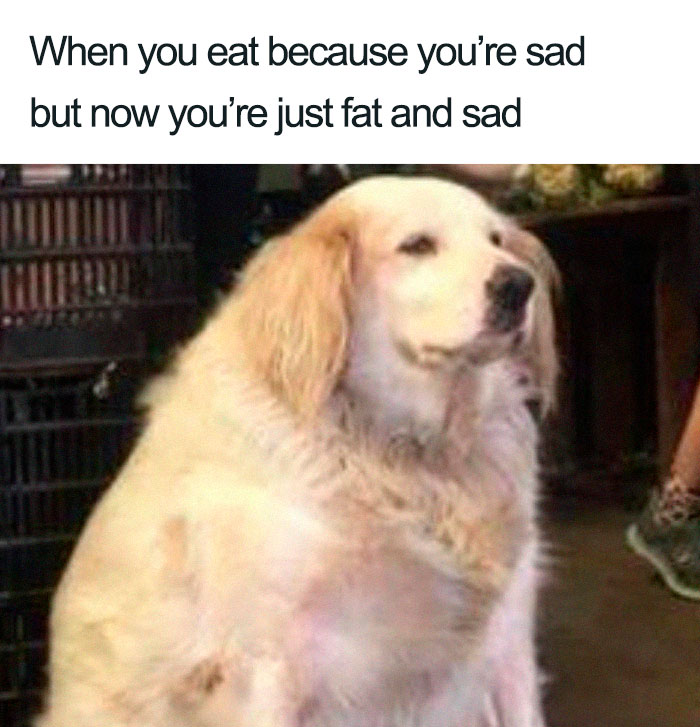 Fluffy dog with a funny caption about weight loss and diet humor.