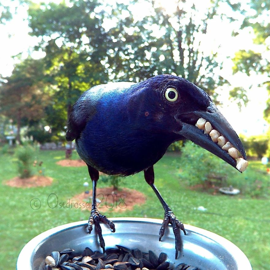 Woman Feeds Birds And Captures Stunning Close-Up Photos While Eating (New Pics)