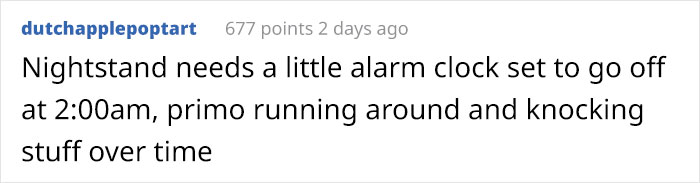 Wife Is Dying From Laughter After Finding Out The Bed Her Husband Was Building Is For The Cat, Not For Them