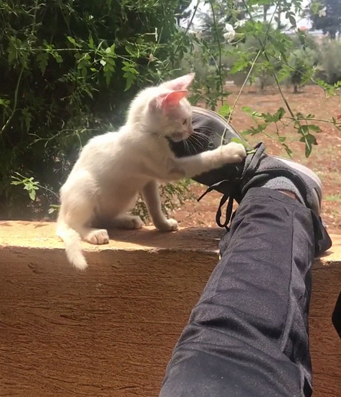 Guy Wakes Up From A Nap To A Stray Kitten Sleeping On His Stomach, Decides To Keep It Guy Wakes Up From A Nap To A Stray Kitten Sleeping On His Stomach, Decides To Keep It
