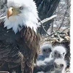 pauline_stephenson avatar