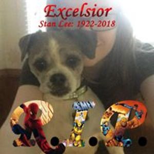 blademastersdestroyer avatar