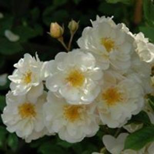 nathalie_deault_1 avatar