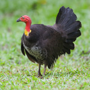 theitalianturkeybros avatar