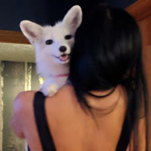 petfoxesgaiaandinali avatar