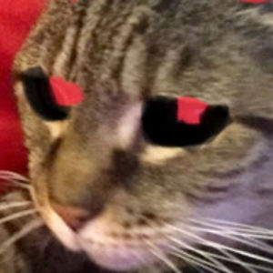 sophiahensarling avatar