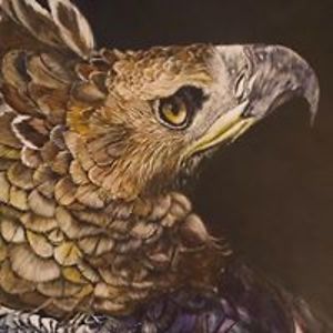 justin_dancinghawk avatar