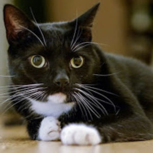 oliviamacentee avatar