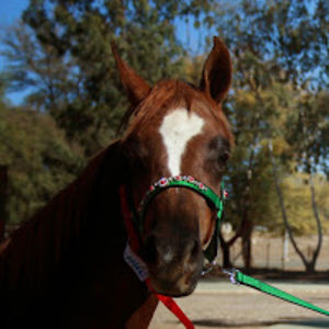 marizaanhennop avatar