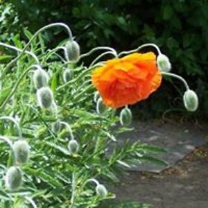 nancy_moonbeam avatar