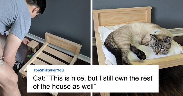 Wife Is Dying From Laughter After Finding Out The Bed Her Husband Was Building Is For The Cat, Not For Them