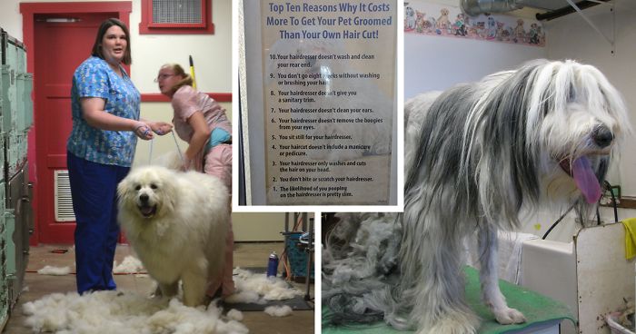 Groomer Gets Tired Of People Asking Why Their Services Cost More Than A Hairdresser, Puts Hilarious Poster For Customers