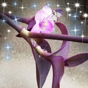 msjackiebrown3 avatar