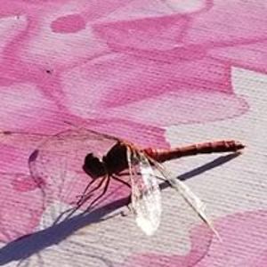 thegagnes2001 avatar