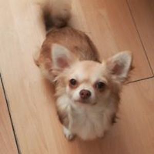 blomstenmaria avatar