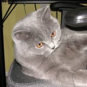 noel_talloaks avatar