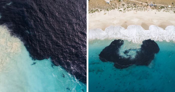 I Took These Jaw-Dropping Shots Of A Shark Frenzy In Western Australia