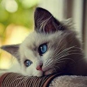 laise-gata_araci avatar