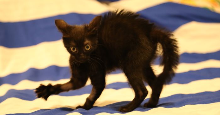 A Year Ago Our Adopted Kitten Was Fighting For Her Life, Now She’s Full Of Life And Half The Size Of A Normal Cat