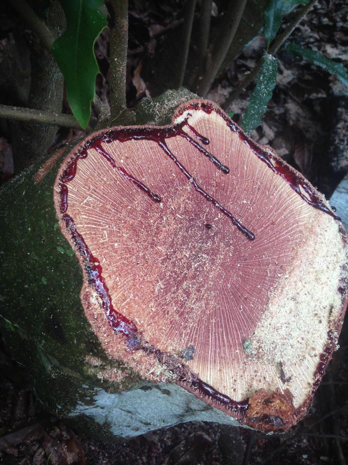 Macadamia Nut Trees Have Red Sap And Appear To Bleed When You Cut Into Them