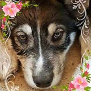 snowrider1959 avatar