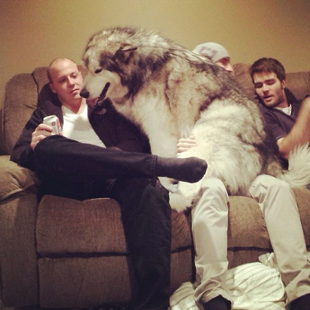 My Friend's Malamute Thinks He's A Lap Dog