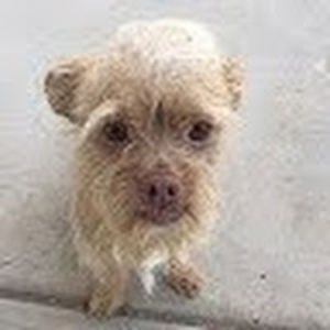 danatimmermon avatar