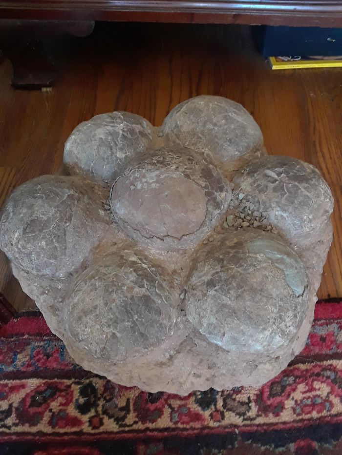 A Clutch Of Dinosaur Eggs In A Friend's Personal Collection. As A Dinosaur Fanatic, This Blows Me Away
