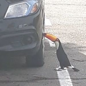 joseguilherme7 avatar